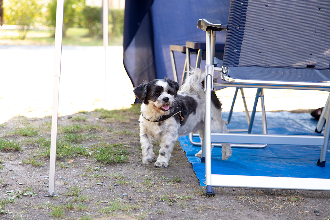 Camping mit Hund in Pirna